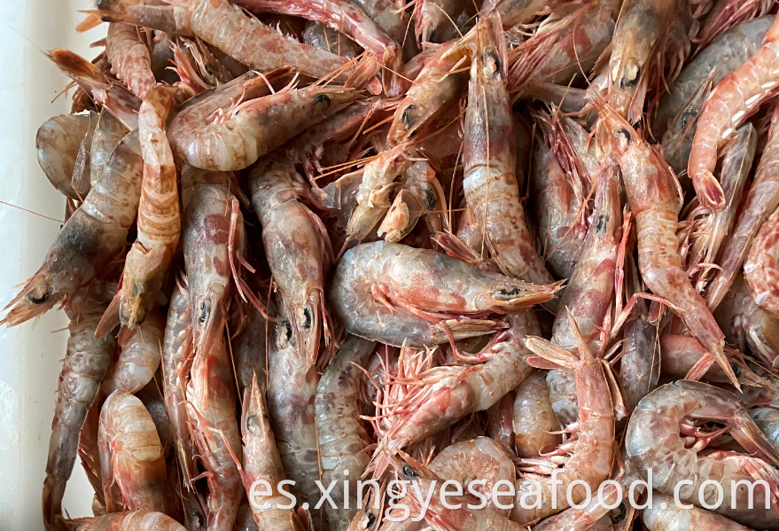 Whiskered Velvet Shrimp